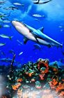 	Caribbean Reef Shark and Reef, Carcharhinus Perezi
