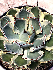 Agave Kissho Kan 'Lucky Crown Century Plant', Currently In 9” Container