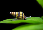 20 (+1 DOA) Live Assassin Snails - Anentome helena  - Home Breeder FREE SHIPPING