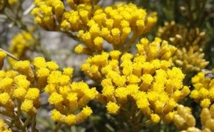 Italienische Erdbeere, Immortelle, Currypflanze (Helichrysum italicum) - SAMEN + Geschenk - Bild 1 von 5