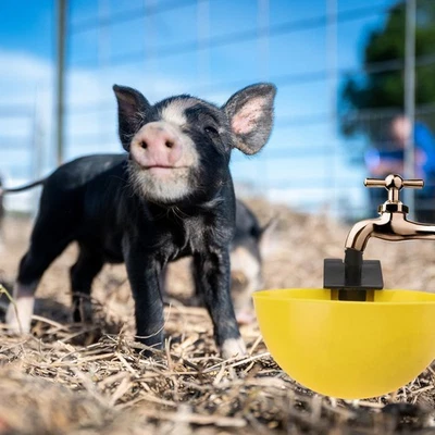  15 Pcs Futtertrog Hühner Futterautomat Huhn Futtermittelschale Wasserschale - Bild 1 von 4