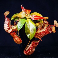 Pianta Carnivora Nepenthes 'Gaya' - spedizione con vaso