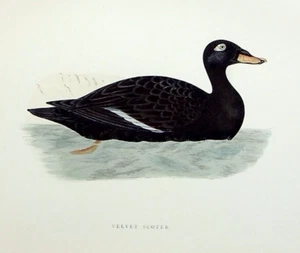 VELVET SCOTER, DUCK, original antique ornithological, bird print, MORRIS, 1897 - Picture 1 of 2