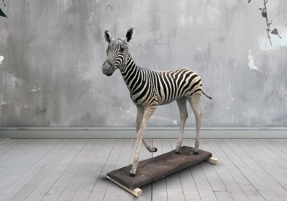  Zebra - Baby Zebra full size. Brand new and perfect condition - mounted - image 1 of 3