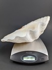 Large Vintage Natural Clam Shell 10" x 8" X 3"  2 lb 8 oz