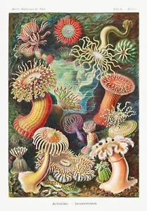 Póster de arte de pared Ernst Haeckel ilustración científica vintage de anémonas de mar - Imagen 1 de 6