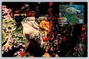 #3831d Pacific Coral Reef Black Spotted Puffer FDC Maxi Card - Picture 1 of 2