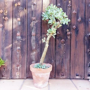 Crassula arborescens undulatifolia. Curly Jade Plant Bonsai, Blue bird succulent - Foto 1 di 7