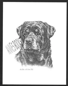 #357 ROTTWEILER portrait dog art print  Pen & ink drawing * Jan Jellins - Picture 1 of 1