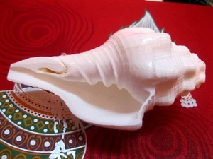 UTRAVARTI SHANKH SOUND MACHEN PUJA CONCH MUSCHEL SHANKHA INDIA ~ 6,5" ~ ENERGIEGELADEN - Bild 1 von 2