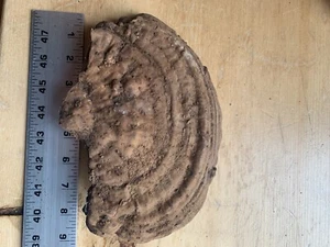 Conk Polypore sehr groß - Bild 1 von 4
