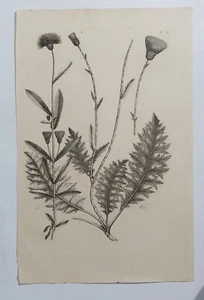 82217 036 Incisione - Flora Pedemontana - 1785 Tav. IL - Foto 1 di 1