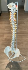Life Size Vertebra Spine Human Medical Model Anatomy Column Skeletal with stand