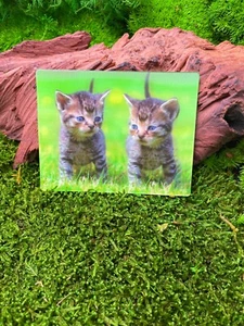 Kitten Kittens Baby Cat 9x7cm 3D Refrigerator Magnet Card Picture - Picture 1 of 2