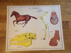 1950 AFFICHE ROSSIGNOL 5.Le LAPIN/6.Le CHEVAL - Picture 1 of 2
