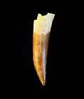 Top quality Plesiosaurus Tooth (Zarafasaura oceanis) Upper Cretaceous Age tooth
