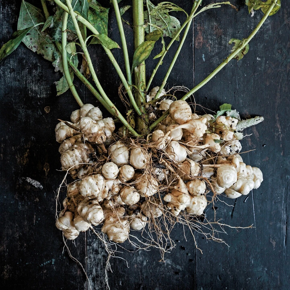 25 Jerusalem Artichoke Sunchoke Tubers For Planting or Eating by Greenhouse PCA - Image 1 of 4