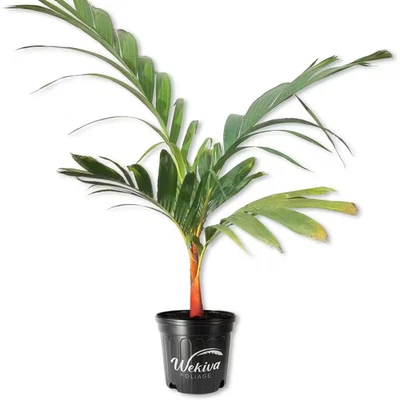Orange Crownshaft Palm Tree-Live Plant in a 10 In. Pot-Areca Vestiaria-Extremely - Image 1 of 4