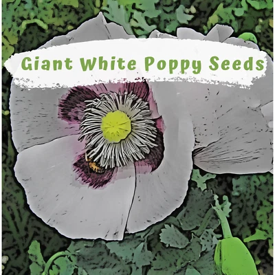 Giant White Poppy Flower Seeds 200 plus - Image 1 of 4