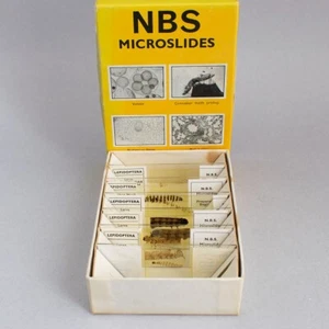 Vintage MICROSCOPE SLIDES of BUTTERFLY & MOTH LARVAL Set 6/U NBS Microslides - Picture 1 of 5