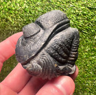 Rolled Enrolled Trilobite Drotops Megalomanicus Fossil Morocco