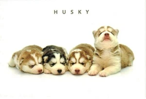 Postal rusa de cachorros husky más lindos - Imagen 1 de 1