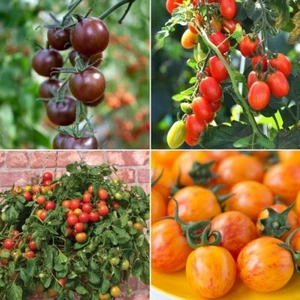 Cherry Tomato Seeds - Huge Selection of Varieties - Picture 1 of 40