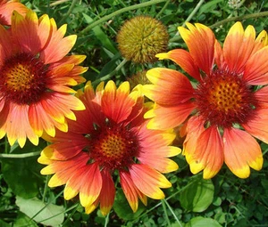 BLANKET FLOWER Gaillardia Aristata - 1,200 Bulk Seeds - Picture 1 of 1