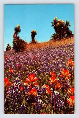 Postcard Texas TX Blue Bonnet Indian Paintbrush Giant Dagger 1960s Unposted - Image 1 of 2