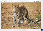 Cartes postales sri-lankaises, léopard, parc national de Yala, non postées/postcrossing