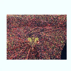 Orange Red Iridescent Sequin Fabric on Black Stretch Velvet by Yard - Picture 1 of 5