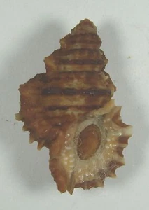 BURSA CORRUGATA CAELATA 44.32mm BEAUTIFUL SPECIMEN Esterillos Pacific Costa Rica - Picture 1 of 2