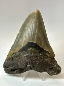 Megalodon Shark Tooth 5.28 inch Large - Colorful Fossil - Authentic 18650 - Picture 1 of 8