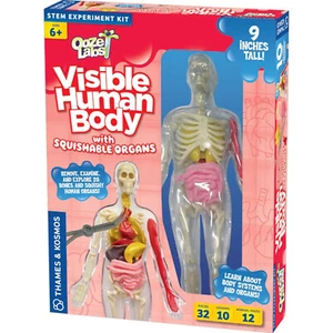 Thames & Kosmos Ooze Labs Visible Human Body 9” Gross Anatomy Model Lesson STEM - Picture 1 of 5