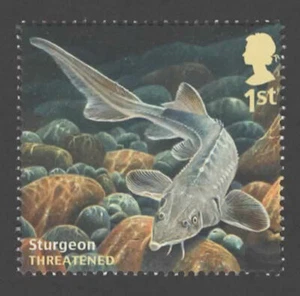 2014 SG 3617 1st Sturgeon from 'Sustainable Fish & Threatened Fish' set MINT - Picture 1 of 1