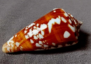 Conus amadis 71.8mm F+++/GEM DARK great pattern collection from Thailand WOW!! - Picture 1 of 5
