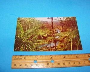 Postal de colección del Bosque Nacional de Hawai "Bosque de Helechos" de Hawaii     - Imagen 1 de 2