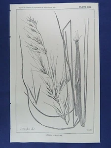 1881 Lithograph Southwestern Needle Grass Stipa Botanical Print 5-3/4" x 9" - Picture 1 of 3