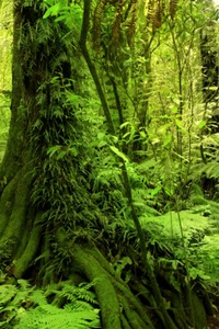 Moss Grown Forest Amazon Jungle Trees Art Print Decor - POSTER 20x30 - Picture 1 of 4