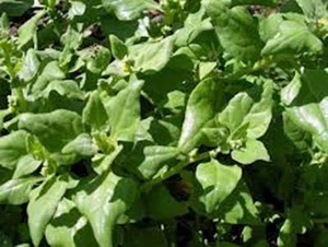 SPINACH SEED, NEW ZEALAND, HEIRLOOM, NON GMO, 100+ SEEDS, TASTY SPINACH - Picture 1 of 1