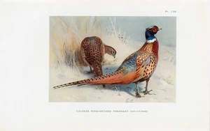 Chinese Ring Necked Pheasant  Antique 1925 Bird Print Artist Archibald Thorburn - Picture 1 of 1