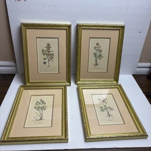 Robert Grace Set Of 4 Floral Botanical Prints Gold Frames EUC 13.25” X 10” - Picture 1 of 8