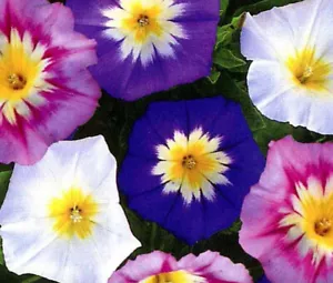 MORNING GLORY DWARF ENSIGN MIX Convolvulus Tricolor Minor - 500 Bulk Seeds - Picture 1 of 1
