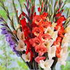 Gladiolen, 15 Knollen, bunte Mischung, Gladiolus, Schwertblume, bis 45 cm