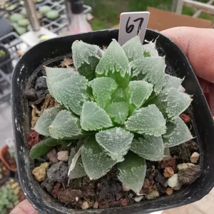 4cm Succulent Plant Haworthia Comptioniana Attenuata Albovariegata Home Garden - Picture 1 of 15