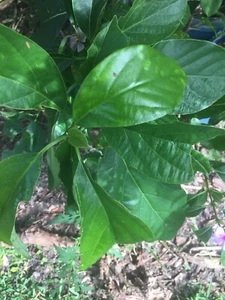 10 hojas de aguacate 100 % frescas/orgánicas naturales - Imagen 1 de 3