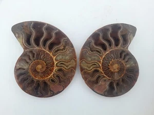 Ammonite Cleoniceras coupé en deux polie 123mm amonite fossile - Picture 1 of 2