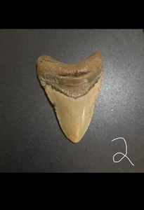 MEGALODON SHARK TOOTH - REAL MEG FOSSIL - Picture 1 of 4