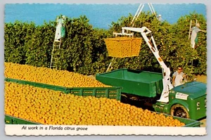 Postcard - At Work in a Florida Citrus Grove - circa 1960s, Unposted, 4x6 (M7o) - Picture 1 of 2