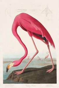 Vintage Pink Flamingo, John James Audubon American Bird Poster Art Print Picture - Picture 1 of 3